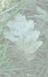 Platzhalter-Bild